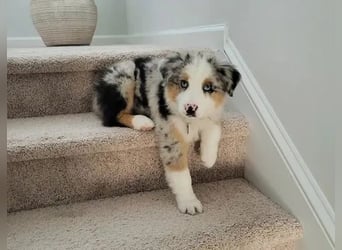 Australian shepherd Hündin – geimpft, entwurmt, gechipt, mit EU-Heimtierausweis Australian shepherd Hündin – geimpft, entwurmt, gechipt, mit EU-Heimtierausweis