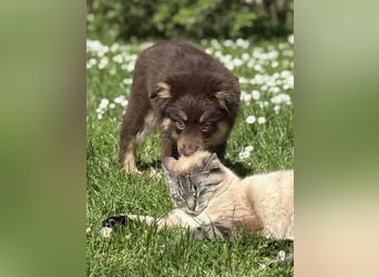 Tolle Australian Shepherd Welpen suchen Ihre Herzenfank
