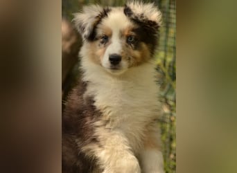 Australian shepherd Hündin – geimpft, entwurmt, gechipt, mit EU-Heimtierausweis