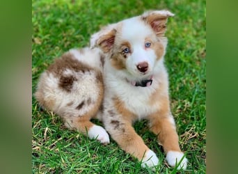 Australian shepherd Hündin – geimpft, entwurmt, gechipt, mit EU-Heimtierausweis