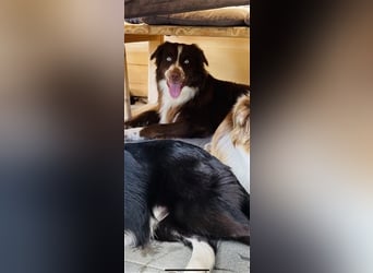 Deckrüde Australian Shepherd Red Bi