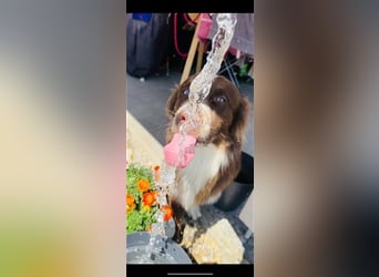 Deckrüde Australian Shepherd Red Bi