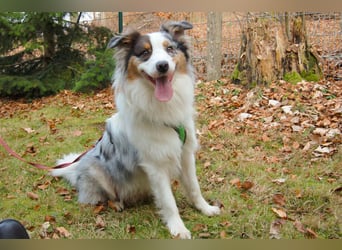 Alfred - ein besonderer Hund sucht seinen speziellen Menschen - Tierhilfe Franken e.V.