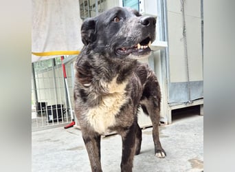 Zaki - ein sanfter Begleiter sucht ruhiges Zuhause