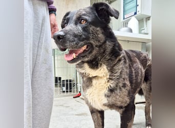 Zaki - ein sanfter Begleiter sucht ruhiges Zuhause