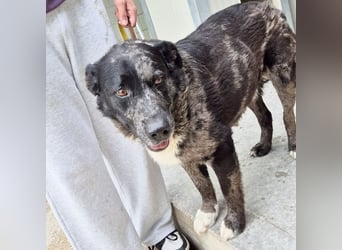 Zaki - ein sanfter Begleiter sucht ruhiges Zuhause