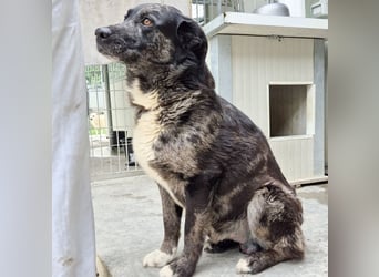 Zaki - ein sanfter Begleiter sucht ruhiges Zuhause