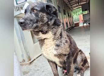 Zaki - ein sanfter Begleiter sucht ruhiges Zuhause