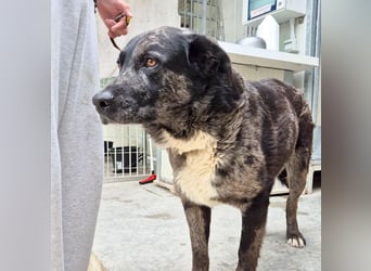 Zaki - ein sanfter Begleiter sucht ruhiges Zuhause