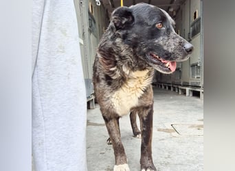 Zaki - ein sanfter Begleiter sucht ruhiges Zuhause