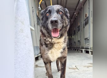 Zaki - ein sanfter Begleiter sucht ruhiges Zuhause