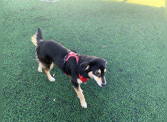 Die wunderhübsche Safira ( engl.Shepard) lebt bei einer Pflegestelle in Rumänien