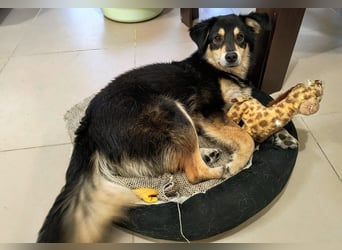 Die wunderhübsche Safira ( engl.Shepard) lebt bei einer Pflegestelle in Rumänien