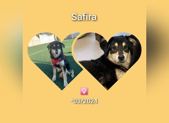 Die wunderhübsche Safira ( engl.Shepard) lebt bei einer Pflegestelle in Rumänien