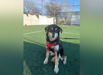 Die wunderhübsche Safira ( engl.Shepard) lebt bei einer Pflegestelle in Rumänien