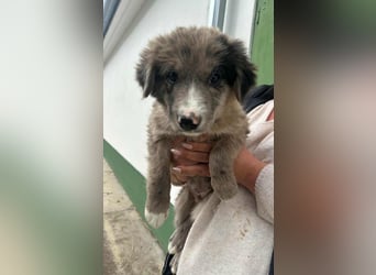 Dolfi, geboren 02.07.2025, 33cm sucht tierliebe Menschen