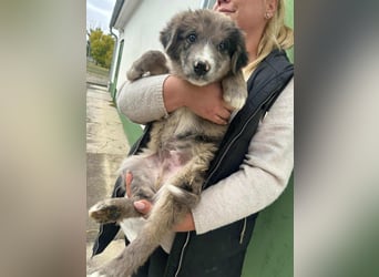 Dolfi, geboren 02.07.2025, 33cm sucht tierliebe Menschen