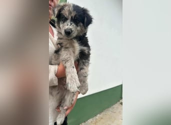 Charly, geboren 02.07.2025, 31cm sucht seine Familie