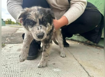Charly, geboren 02.07.2025, 31cm sucht seine Familie