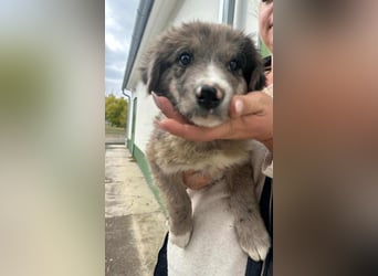 Dolfi, geboren 02.07.2025, 33cm sucht tierliebe Menschen