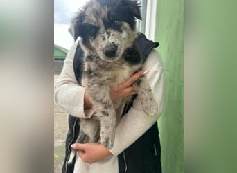 Charly, geboren 02.07.2025, 31cm sucht seine Familie
