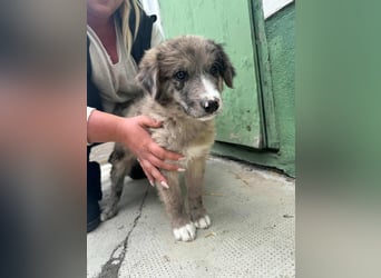 Dolfi, geboren 02.07.2025, 33cm sucht tierliebe Menschen