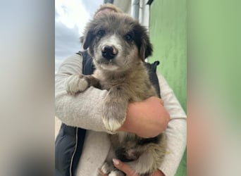 Dolfi, geboren 02.07.2025, 33cm sucht tierliebe Menschen