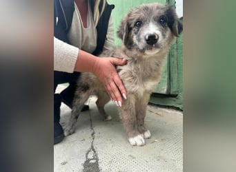 Dolfi, geboren 02.07.2025, 33cm sucht tierliebe Menschen