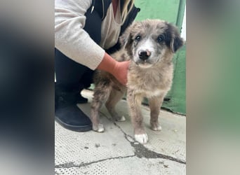 Dolfi, geboren 02.07.2025, 33cm sucht tierliebe Menschen