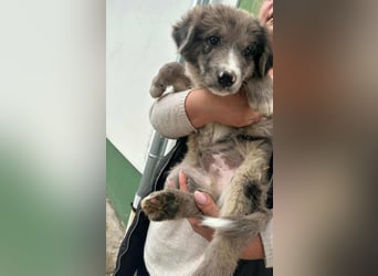 Dolfi, geboren 02.07.2025, 33cm sucht tierliebe Menschen