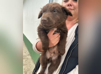Jumbo, geboren 02.07.2025, 27cm sucht seine Zukunft
