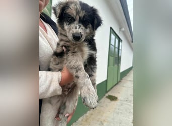 Charly, geboren 02.07.2025, 31cm sucht seine Familie