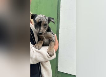 Scott, geboren 02.07.2025, 27cm sucht sein Glück