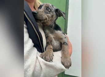 Scott, geboren 02.07.2025, 27cm sucht sein Glück