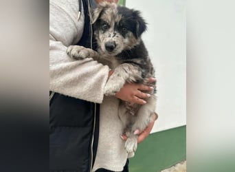 Charly, geboren 02.07.2025, 31cm sucht seine Familie