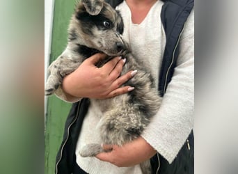 Charly, geboren 02.07.2025, 31cm sucht seine Familie