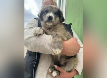 Dolfi, geboren 02.07.2025, 33cm sucht tierliebe Menschen