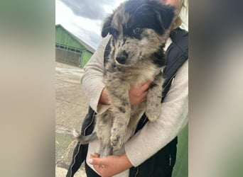 Charly, geboren 02.07.2025, 31cm sucht seine Familie