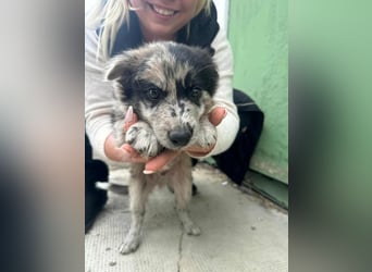 Charly, geboren 02.07.2025, 31cm sucht seine Familie