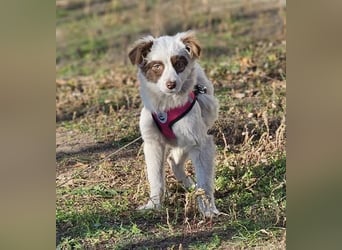 Rakuna sucht ein sportliches Zuhause