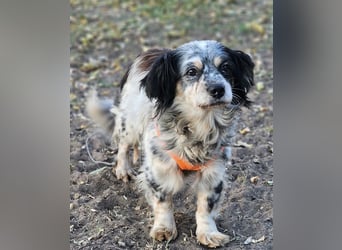 Riley ist klug, lernfreudig, sportlich