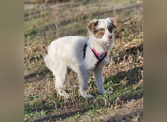 Rakuna sucht ein sportliches Zuhause