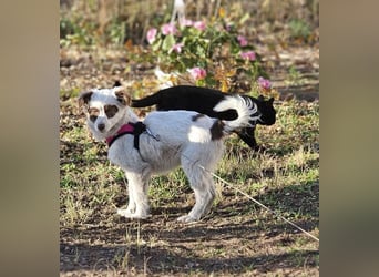 Rakuna sucht ein sportliches Zuhause