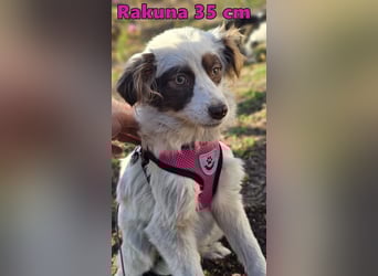 Rakuna sucht ein sportliches Zuhause