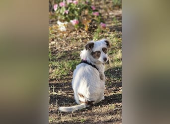 Rakuna sucht ein sportliches Zuhause