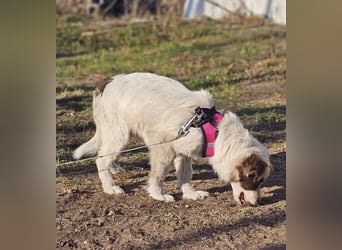 Rakuna sucht ein sportliches Zuhause