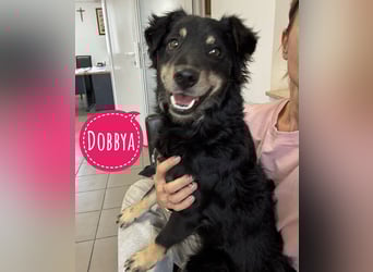 Dobbya eine fröhliche Natur