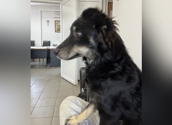 Dobbya eine fröhliche Natur