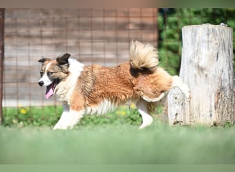 Sand - Australian Sheperd Mischling