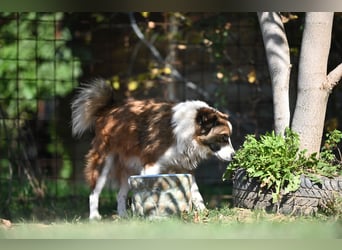 Sand - Australian Sheperd Mischling
